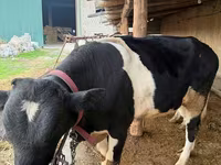 Cattle (batch, sex not specified), Russian Black pied cattle — photo 2