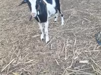 Ziege, Alpine goat — Foto 5