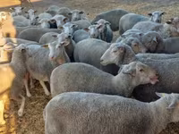 Schaf, Schafe — Foto 2