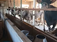 母牛, Alatau breed — 照片 1