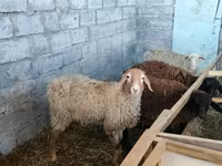 Ovce, Beulah Speckled face sheep — foto 3