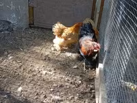 Chickens — 照片 1