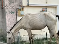Kanca, Azerbaijan horse — 2. fotó