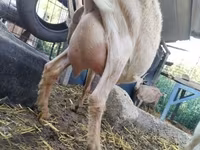 母山羊, Saanen goat — 照片 3