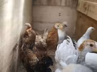 Chickens — الصورة 3