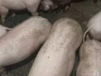 Pigs (batch, sex not specified), Pigs — photo 2