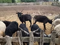 母羊, Racka sheep — 照片 2
