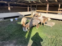 Beran, Arashan sheep — foto 3
