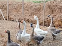 Geese — 4-сурет
