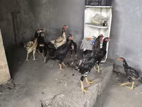 Chickens — photo 3