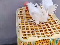 Chickens — zdjęcie 1