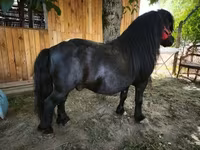 Horse (M), Horses — photo 2