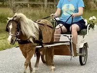 حصان, Miniature horse — الصورة 1