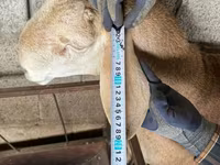 Kos, Afghan Arabi sheep — 4. fotó