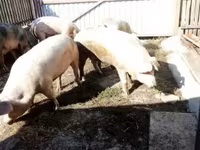 Pigs (batch, sex not specified), Крупная белая — photo 2