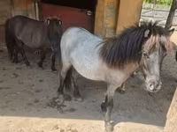 母马, Shetland Pony — 照片 2