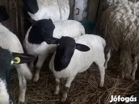 Sheep (batch, sex not specified), Dorper sheep — photo 3