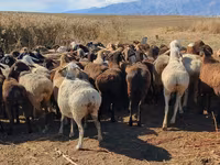 Qoyun, Qoyunlar — foto 1