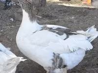 Geese — photo 3