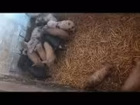 猪（批次，未指定性别）, Pigs — 照片 2