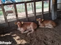بقرة, Simmental cattle — الصورة 3