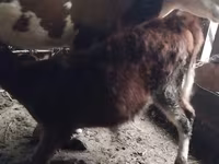 Сиыр, Simmental cattle — 3-сурет