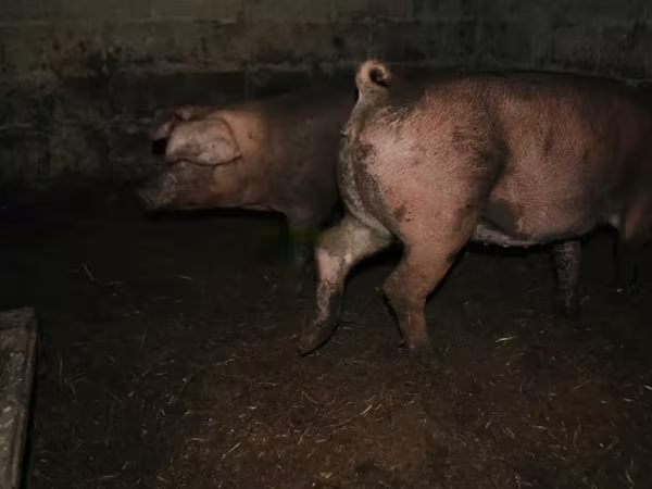 Pigs (batch, sex not specified), Pigs