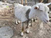 Cabra, Fergana goat — foto 1