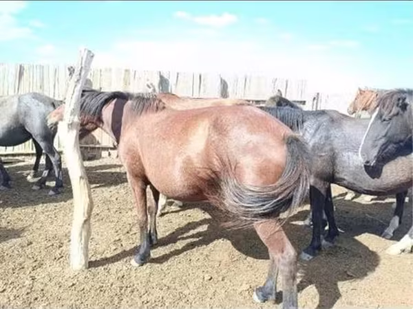 Yegua, Kazakh horse