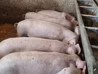 Eber, Schweine — Foto 2