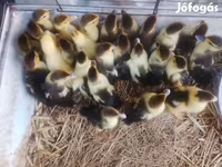Ducks — Foto 1