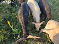 मेढ़ा, Racka sheep — फ़ोटो 3