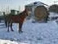 Jument, Kazakh horse — photo 4