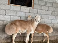 Kos, Afghan Arabi sheep — 2. fotó