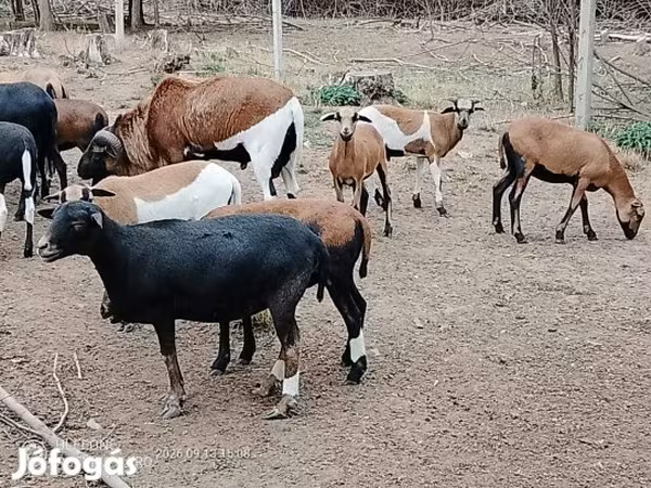 Oveja, Cameroon sheep — Hungría