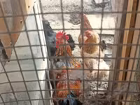 Chickens — foto 4