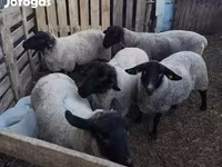 Juh, White Suffolk sheep — 3. fotó