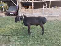 Carnero, Edilbay sheep — foto 3