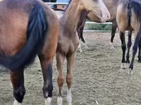 Hing, Akhal-Teke — 4. fotó