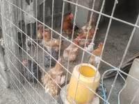 Chickens — الصورة 2