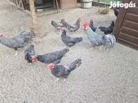 Chickens — Foto 4