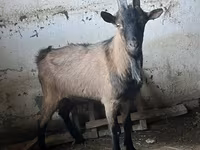 Bak, Oberhasli goats — 3. fotó