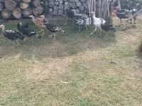 Turkeys — الصورة 6