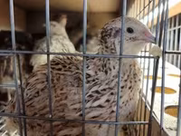 Quails — Foto 3