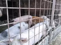 नर सूअर, Дюрок — फ़ोटो 3