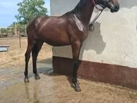 घोड़ा, Nonius horse — फ़ोटो 3