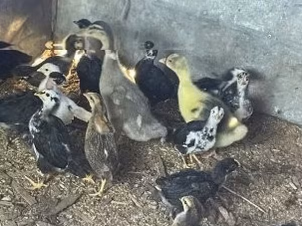 Ducks — Ungarn