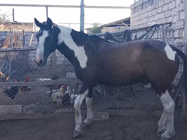 Cavalo, Cavalos
