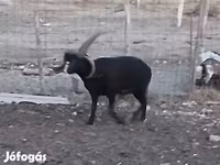 Kos, Shetland sheep — 2. fotó