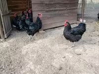Australian Pit Game fowl — photo 2